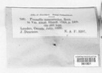 Tremella mesenterica image